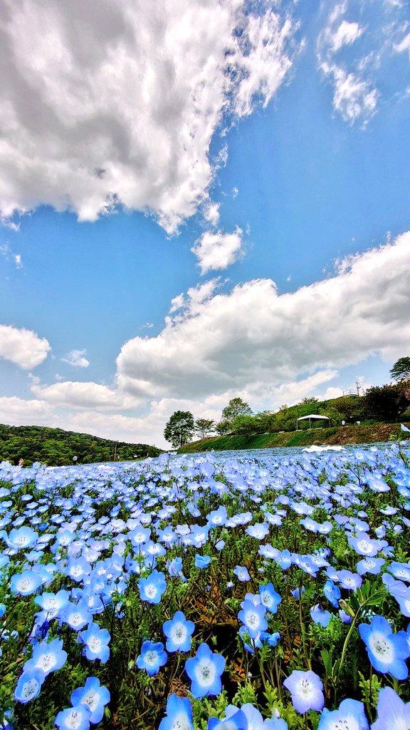 感謝

 #空が好きな人と繋がりたい 
 #花好きな人と繋がりたい