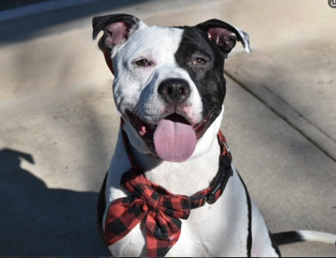 ❤ #Puppyoftheday SPOTS OREO 2y #SIACC Nycacc.app #175553 Active affectionate loves toys playtime prev lived w other 🐕 gd with kids needs physical mental stimulation 🙏read notes 4 more info he's fantastic Dm @CathyPolicky @SuzanneSugar #Adoptme #FostersSaveLives