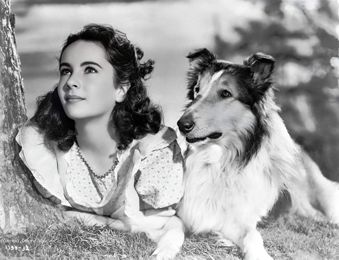 Elisabeth Taylor Torna a casa, Lassie! (Lassie Come Home) - 1943 diretto da Fred McLeod Wilcox