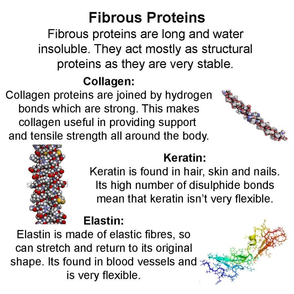 What are fibrous proteins? #alevel #biology #ocr #biologicalmolecules #protein #keratin #trending #explore #STEM #ioteach instagr.am/p/C6Yl3rct2V0/