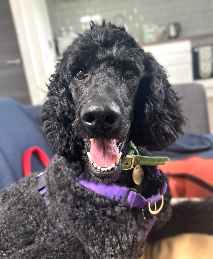 Newest arrival Fran is now available for adoption 🐶😍 Fran is a sweet and excitable girl, who is sure to bring laughs to any lucky adopters home! cotswoldsdogsandcatshome.org.uk/animals/fran/ #AdoptDontShop #RescueDog #DogAdoption #CatsDogsCats #Gloucestershire