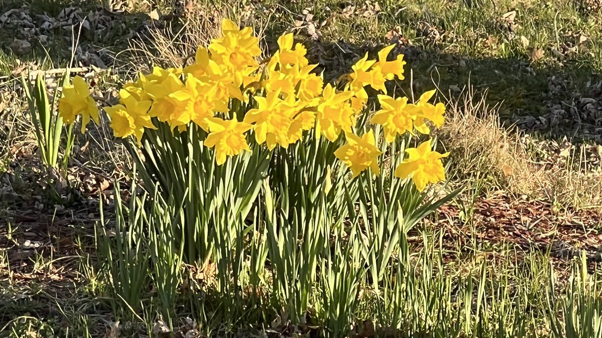 Beautiful sunny morning to start the day here in Fredericton NB. Warming up to 15c this afternoon. Get out and enjoy the sunshine. @weathernetwork @MurphTWN @KalinMitchelCTV @VanessaVVCBC @StormHour @retweet_weather @RhythmTheMet @KMacTWN @NateTWN @tsimpkin @ryansnoddon