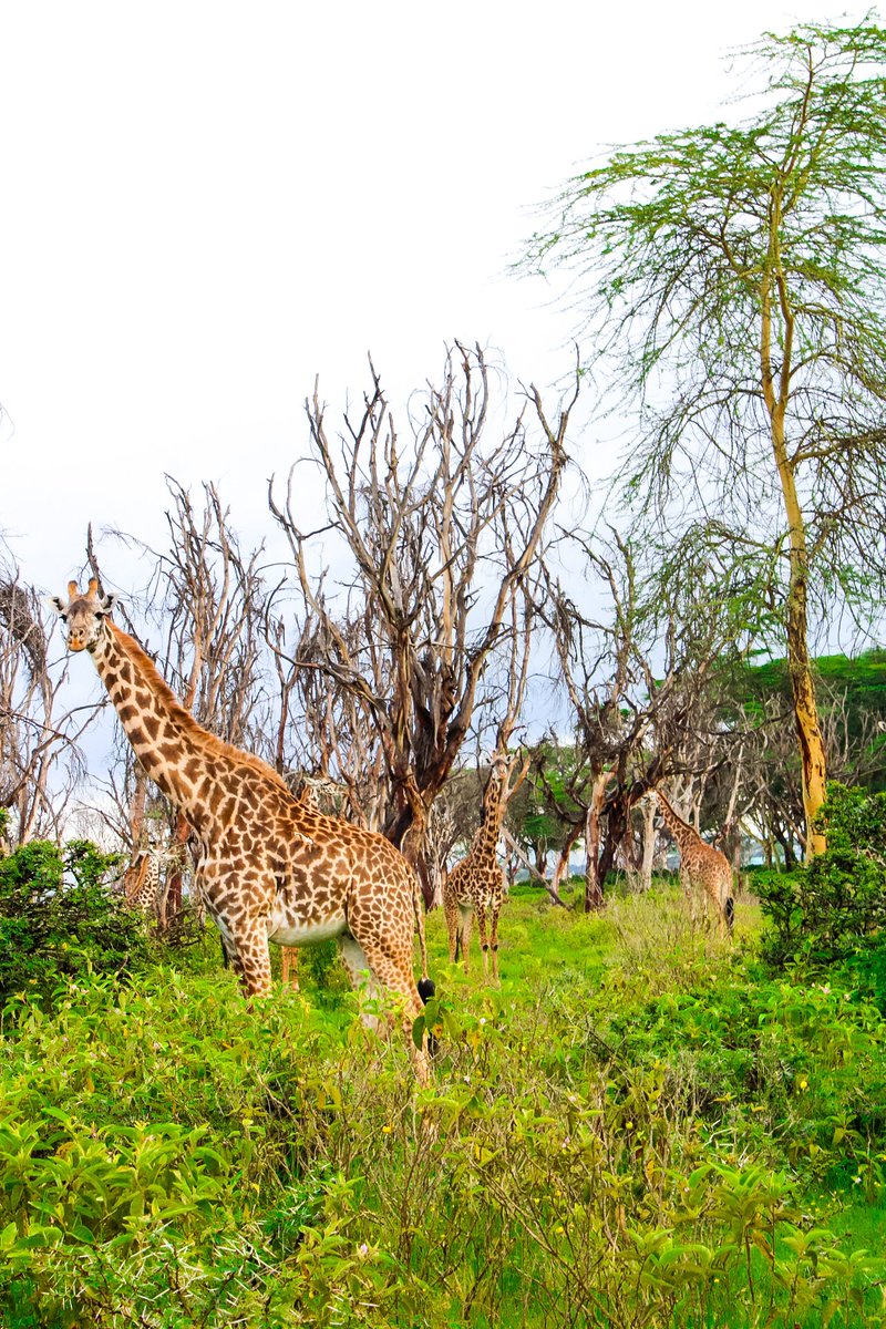 Did you know?  Like human fingerprints, the spot patterns of giraffes are unique to each individual. This distinctive patterning helps researchers to estimate population sizes and track changes in giraffe populations over different regions
#Facts #factsyoudidntknow #Giraffes