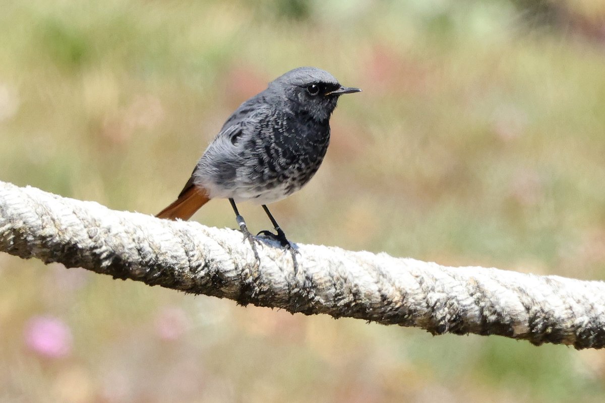 Another shot of the male Black Redstart.