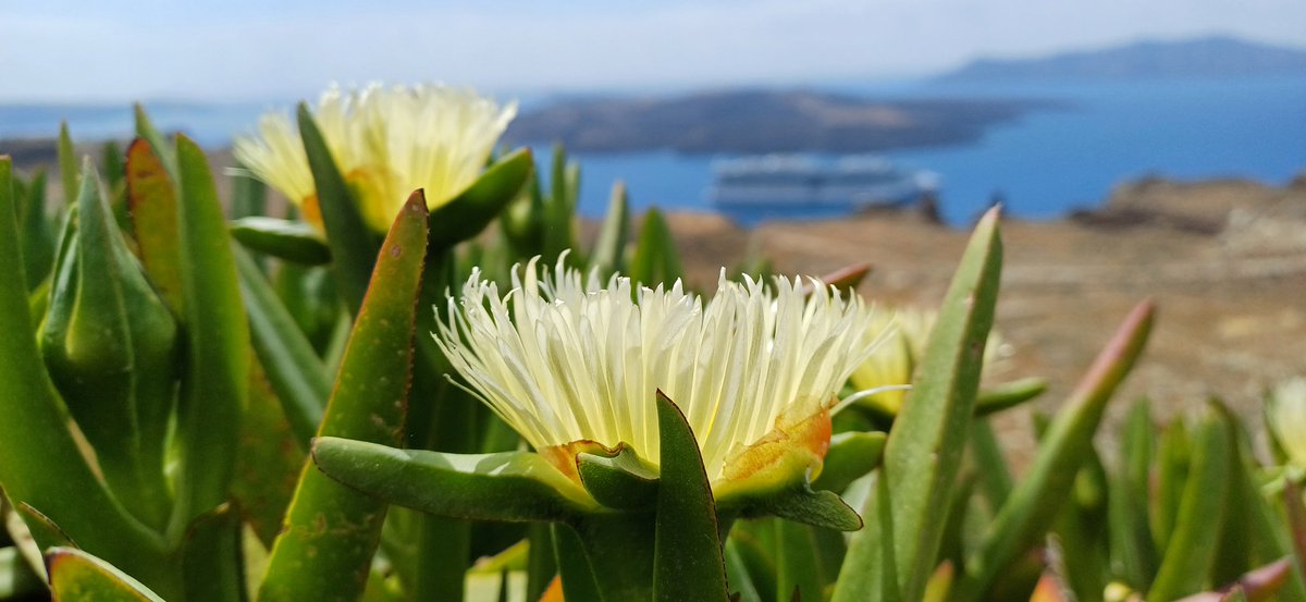 #flowers #Santorini #Greece #ThePhotoHour.