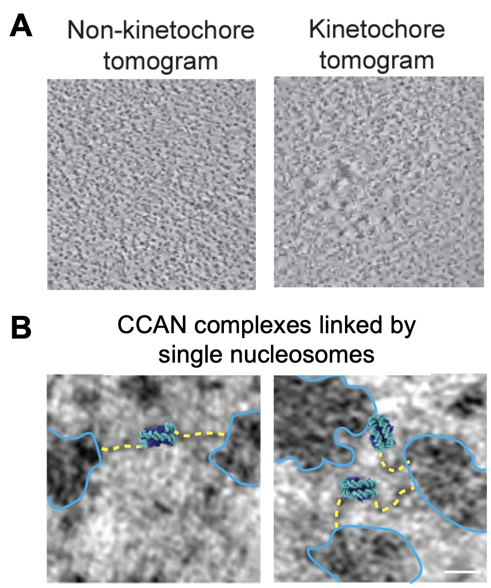 In a real tour de force, Katy Kixmoeller of Ben Black's lab (@BB_UPenn) illuminates the structure of kinetochore-associated chromatin on mitotic chromosomes, revealing CCAN complexes linked by single nucleosomes within sparse chromatin domains. biorxiv.org/content/10.110…