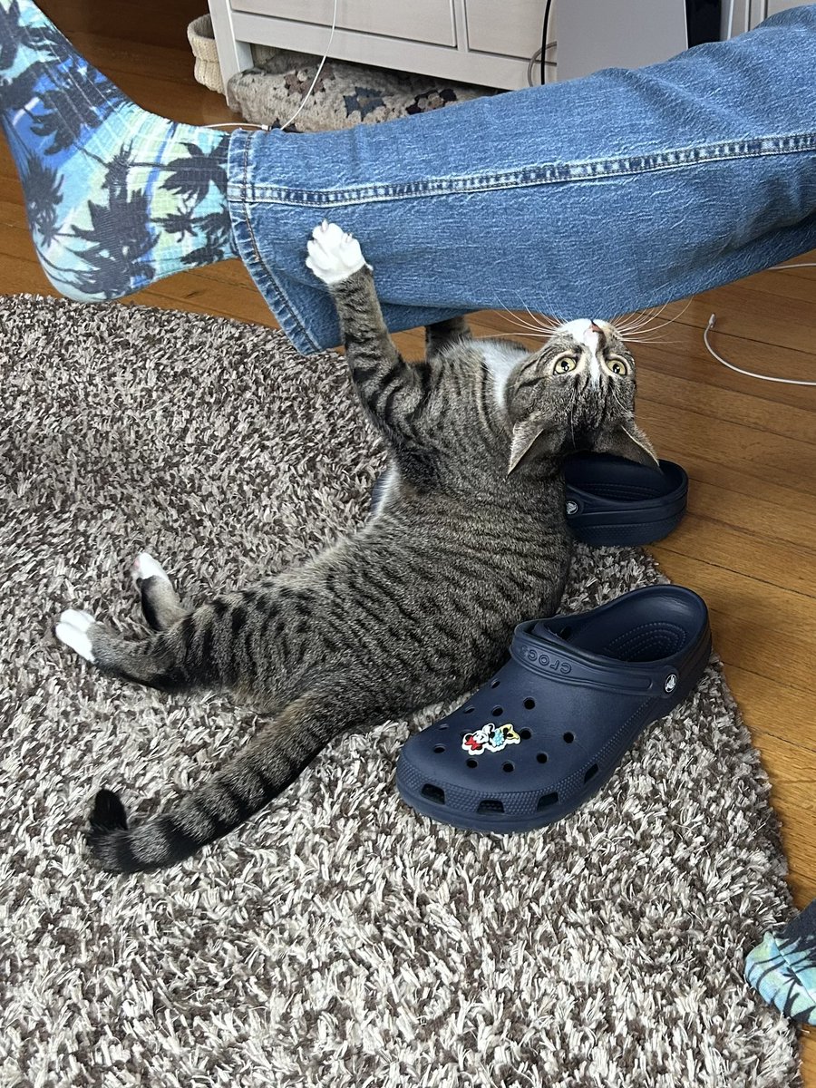 A story in 3 parts … happy Tuesday friends, stay playful. 😊 🐈🌴🌸