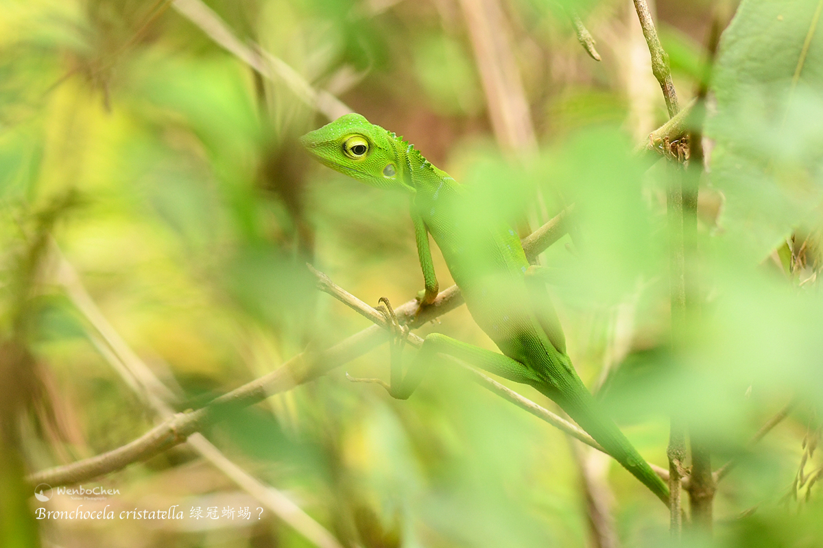 Saw this beautiful lizard in a lowland rainforest near Padang West Sumatra; not sure if it is a green crested lizard (Bronchocela cristatella) because it does not have a dark ring around each eye. #faunaofsumatra #sumatranlizard #绿冠蜥蜴 #苏门答腊动物