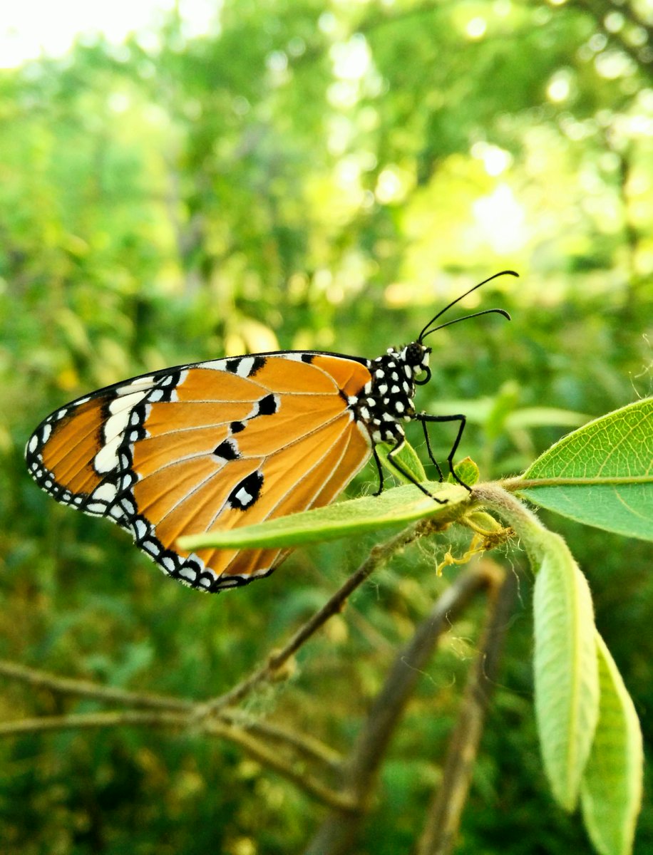 @nandita_sen @IndiAves @savebutterflies Here's mine 🦋 🌿🍀☺️
#TitliTuesday #IndiAves #naturelovers