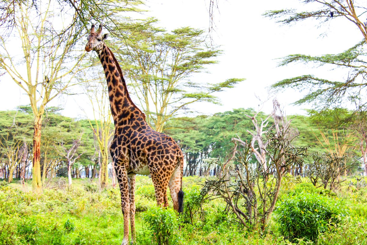 By counting and identifying individuals based on their unique patterns, researchers gain insights into population dynamics, such as birth rates, mortality rates, and migration patterns.
#facts #factsyoudidntknow #Giraffes #Lovegiraffes