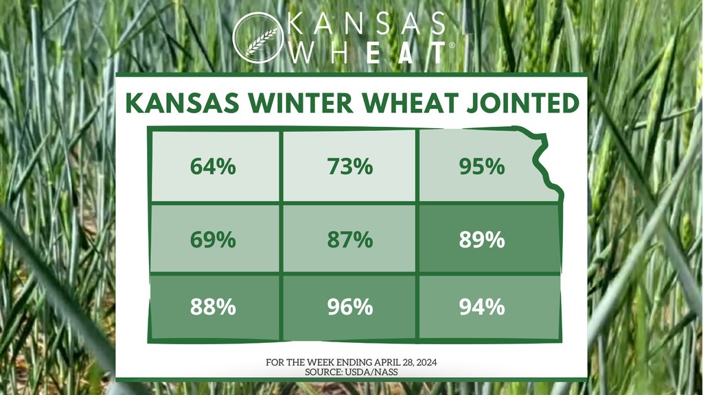 Kansas winter #wheat jointed was 84%, well ahead of 57% last year, and ahead of 65% for the five-year average, for the week ending April 28, 2024, according to @usda_nass.