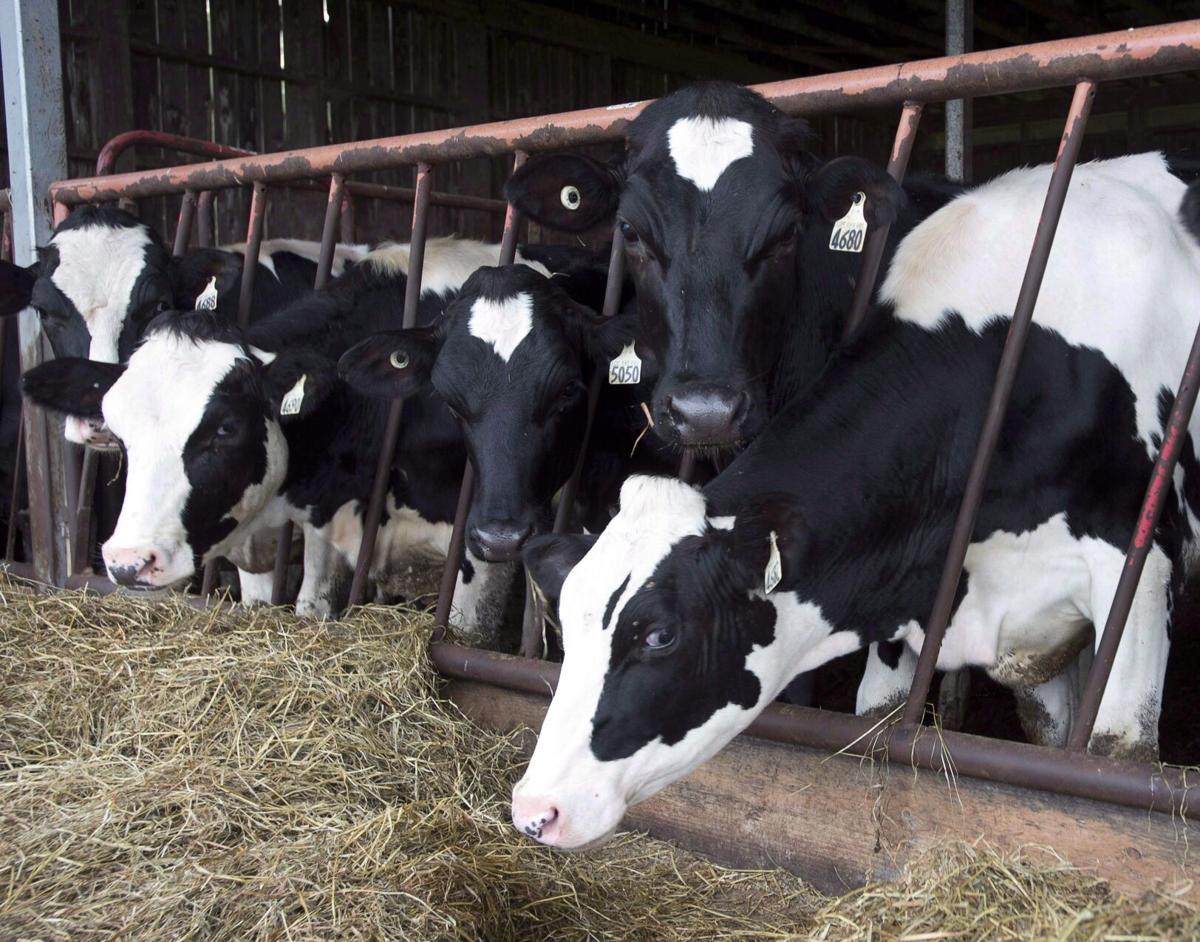 ⚠️ BREAKING

Risk of bird flu spreading to cows outside US, says WHO
