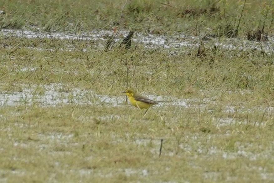 Yellow wagtail in flooded field alder lane Burtonwood