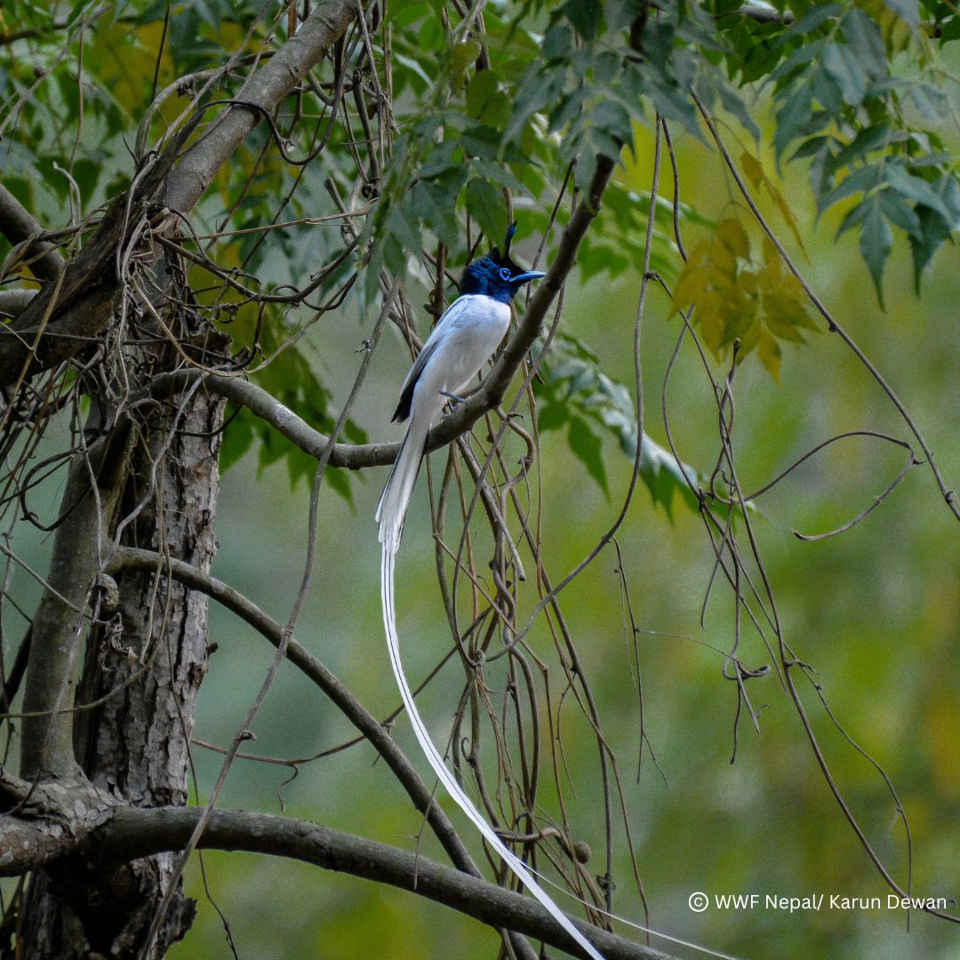 Here is a gorgeous picture of a Indian Paradise-flycatcher to brighten up your day. 

World Migratory Bird Day is approaching soon. Stay tuned for more pictures of such beautiful birds that cover long distances and travel to Nepal.

#WMBD2024 #togetherpossible