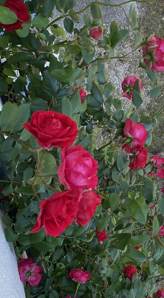 “M’era la casa avanti,
tacita al vespro puro,
tutta fiorita al muro
di rose rampicanti”   ( Giovanni Pascoli)
Questa è la varietà che uso per fare le mie marmellate! 
#rose #acasadinatalienatali #farinaefiore #marmellateriadifarinaefiore