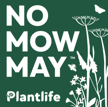#NoMowMay invites people to let their lawn grow long in the month of May. This way flowers can flower and help all kinds of pollinators, mammals, birds and amphibians that feed on them. Will you take part?#Amersham #SustainableAmersham #Sustainableliving
sustainableamersham.org/no-mow-may-202…