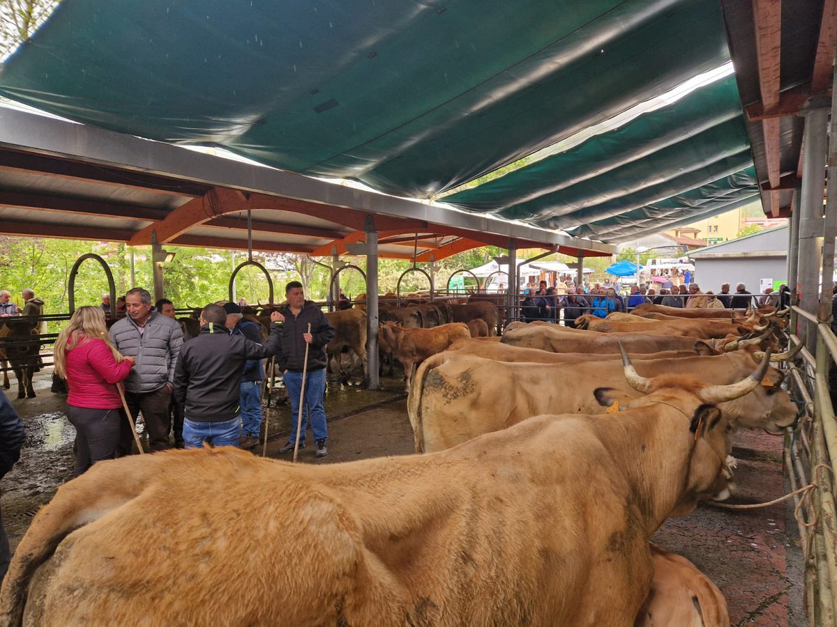 🐂 El director general de Planificación Agraria, Marcos da Rocha, asistió esta mañana a la Feria Anual Ganadera de #Somiedo.

#MedioRuralYPolíticaAgraria @GobAsturias