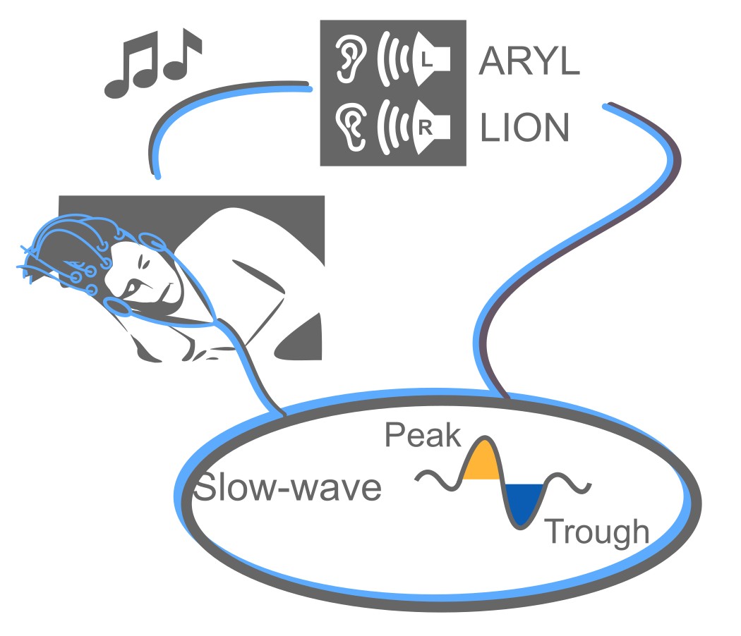 I am happy to finally share my main PhD work as a published paper. With @HenkeLab  and @simon_ruch, we have delved into deep sleep’s disconnection from the environment and attempted to funnel new vocabulary into the sleeping brain. 1/8
#SleepResearch
shorturl.at/lsBY2