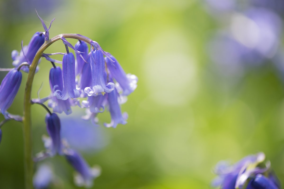 You know spring is in full swing once the bluebells are out! Have you seen any yet? Post your photos in the comments 👇