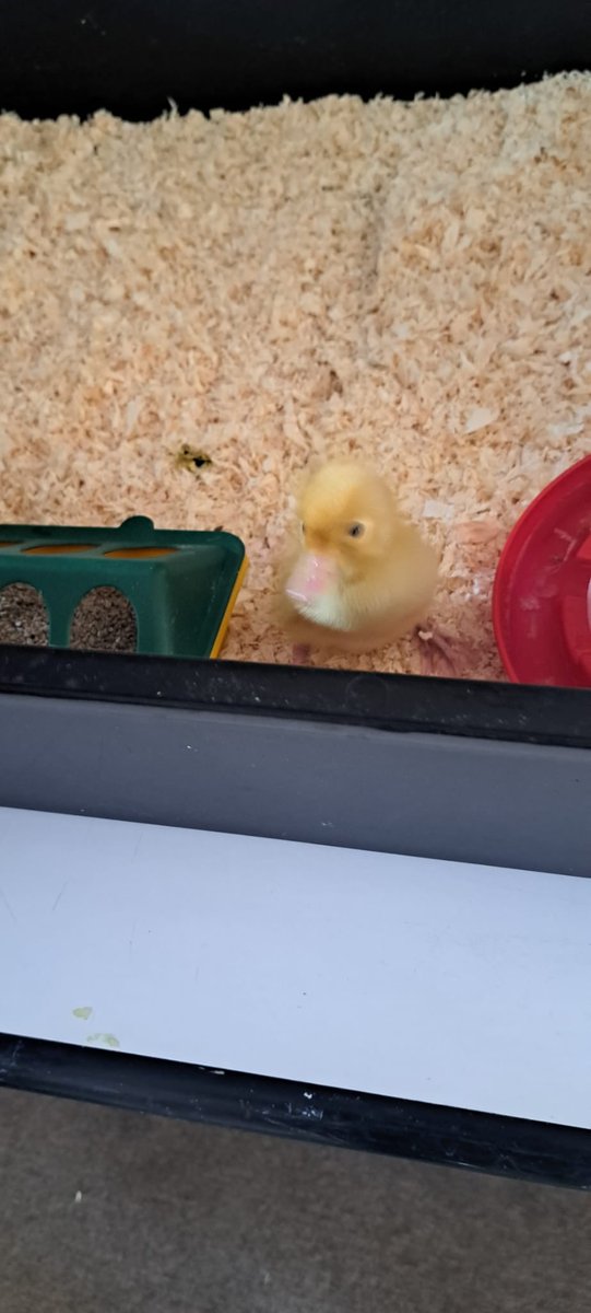 #special #visitors #Duck #ducklings #QUACK