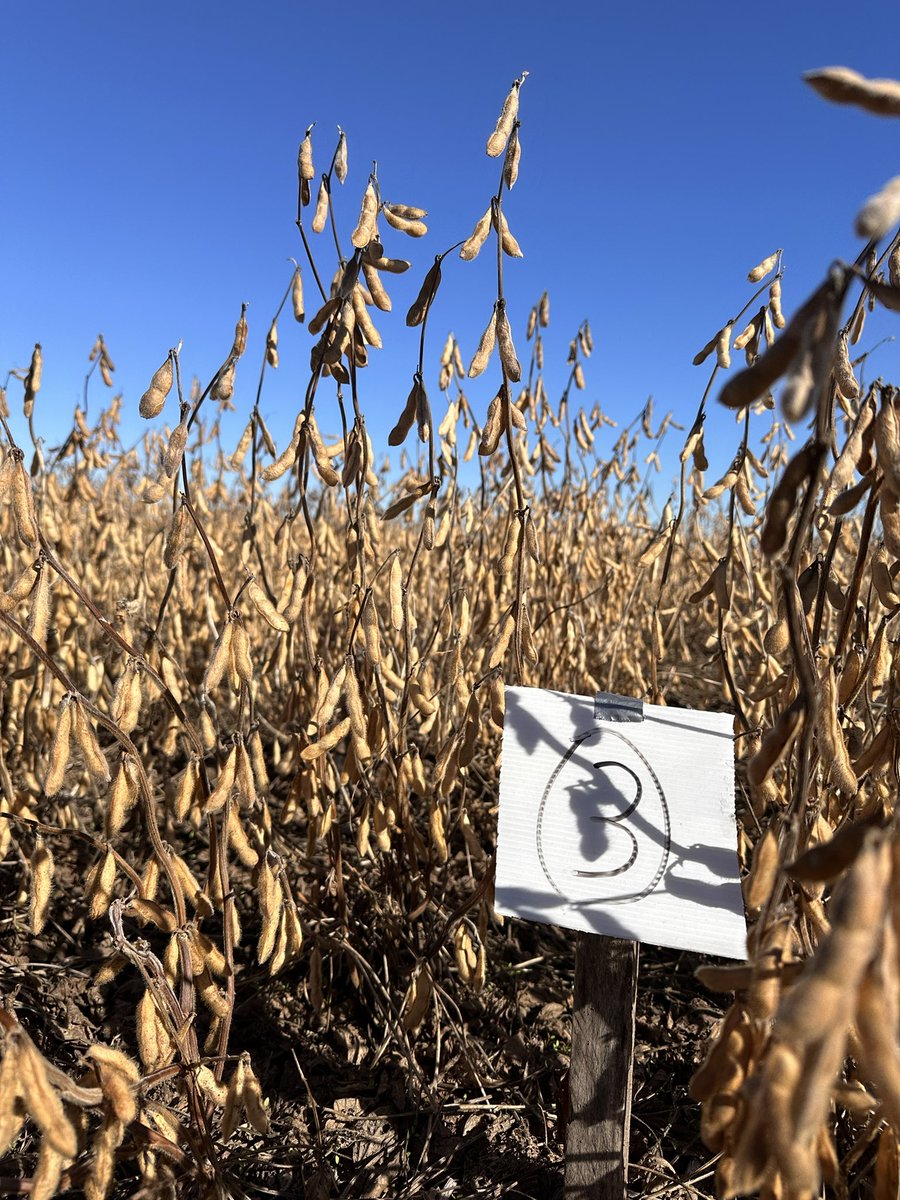 Damian Gopar tweet media