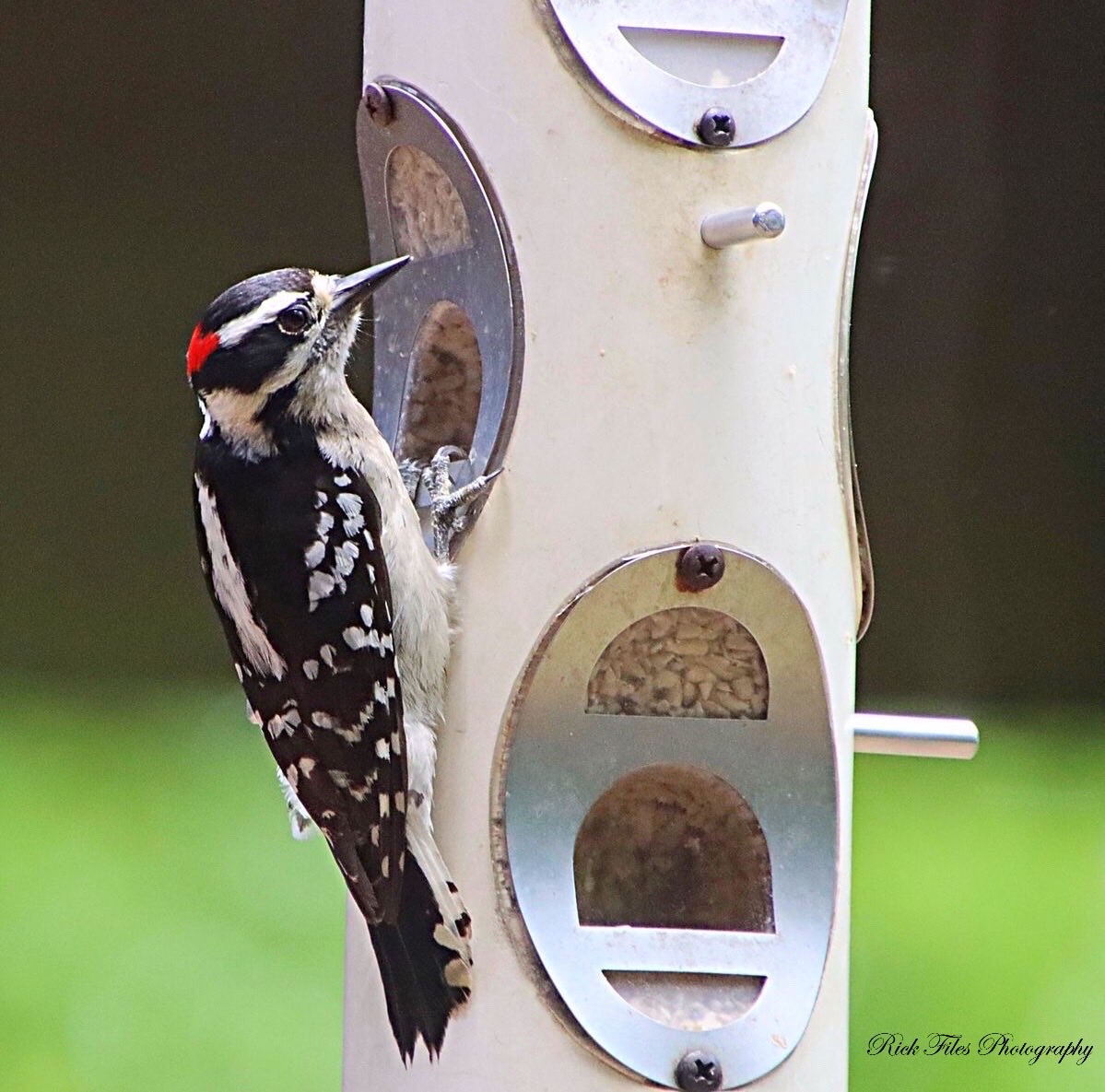 Good Morning☀️Downy Woodpecker #Birds #Birding #Wildlife #Nature #TwitterNatureCommunity #BirdPhotography #Photography