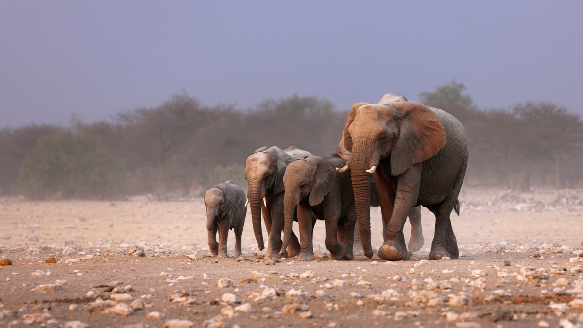 Witness the majestic Namibian elephants kicking up dust as they roam the vast plains is an unforgettable experience. 

These gentle giants play a vital role in the ecosystem, and protecting them is crucial. 
Find out more cstu.io/94350b

#Namibia #Elephants #AfricaTravel