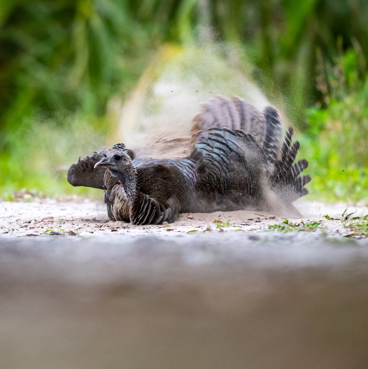 Dust bathing is something all wild turkeys do, the dust helps maintain feather condition. Some dusting also occurs in ant mounds, the ants crawl on the bird and help control feathers mites. Who doesn’t love wallowing in the dirt? ⁦<a href="/NWTF_official/">The National Wild Turkey Federation</a>⁩ ⁦<a href="/wildturkeylab/">wildturkeylab</a>⁩