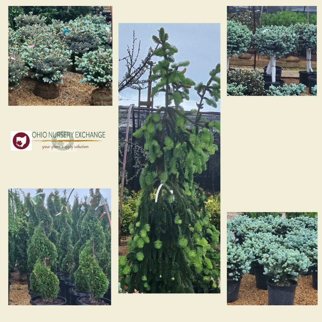 Add structure to your garden with evergreens 🌲

From junipers to unique varieties, we have everything you need for the perfect garden oasis. Contact us today!

#EvergreenStructure #GardenOasis #LandscapeDesign #OutdoorLiving #GardenInspiration