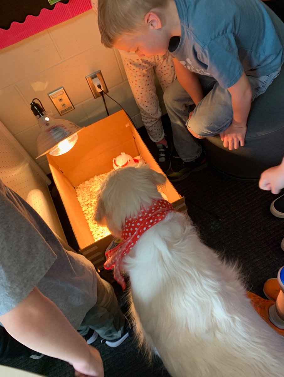 Monday was a big day in Ms. Stevenson’s 1st grade classroom at Belmont Elementary. After studying the life cycle of chicks and waiting patiently for 21 days, the chicks hatched! Everyone, including Jovi our Belmont counseling dog, was very interested! #RamPride