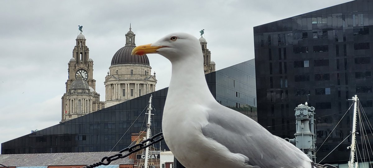 Liver Birds...🦅 #Bertie and #Bella and some seagull photobombing 📸 my old and new architecture pic on the Waterfront this morning... Grey dull windy day...☁️💨