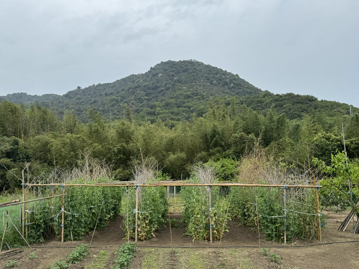 Following on from my last post about staying at the Onoetei 旧尾上邸 house on Sanuki Hiroshima, these are the neatly grown crops nearby. The farmer told me that this approach represents his personality. #Kagawa #Shikoku