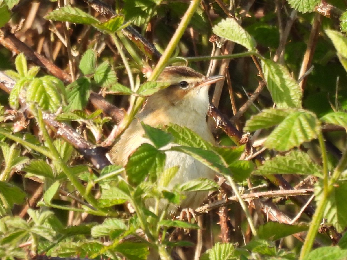 Had an enjoyable 5 hours at Hawsker Bottoms and Ness Point this morning. 7 species of Warbler including a very vocal but very elusive Sedge Warbler, 3 Lesser Whitethroats and a Garden Warbler. Also Yellow Wagtail, 8 Wheatears and a few Sand Martins. @WhitbyNats @nybirdnews