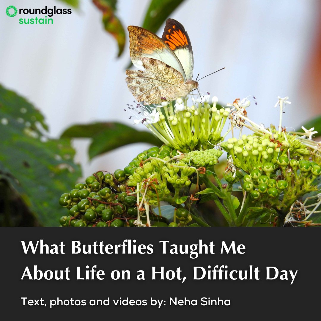 Hungry caterpillars can seem like a menace in a well-tended garden, but they and their winged avatars have much to teach us about the natural world and life itself. @nehaa_sinha writes about some unexpected encounters with #butterflies. Read here: l8r.it/Ntla