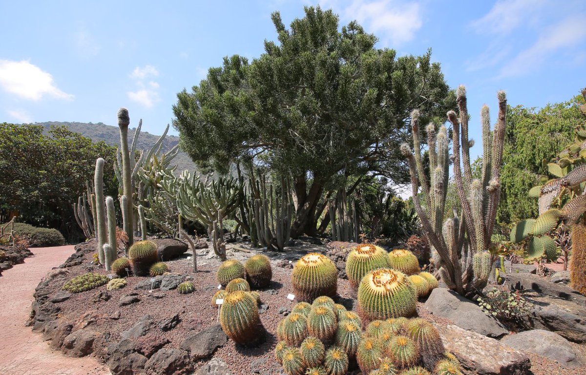 Descubre la belleza natural de Las Palmas de Gran Canaria con un recorrido circular desde el Jardín Botánico Viera y Clavijo hasta Bandama. Te espera un paisaje impresionante. ¿Te animas a explorarlo? 🌸🌿 #LasPalmasDeGranCanaria #Naturaleza #JardinBotanico