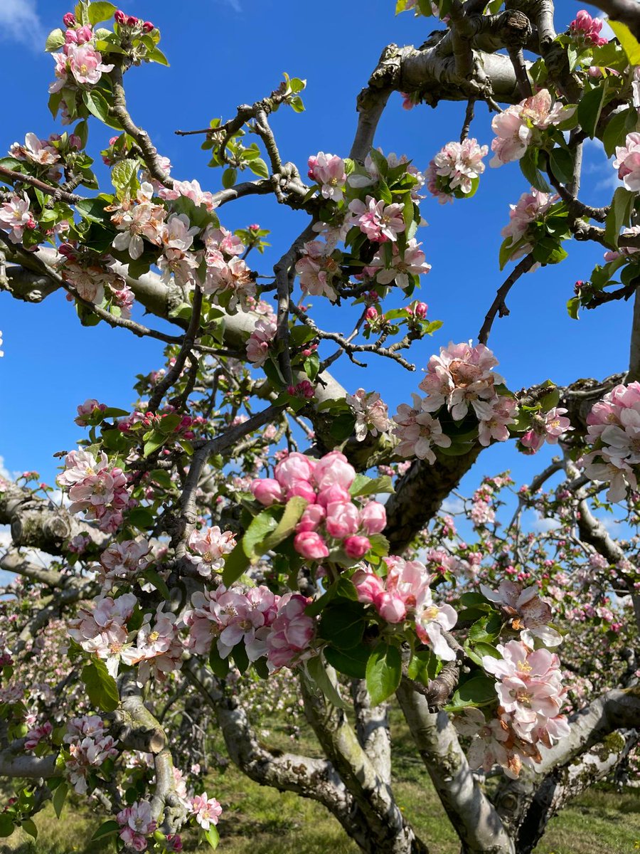 A morning in Bloom sounds like a delightful mid-week treat, this Thursday 2nd May! Explore @LongMeadowCider scenic farm, surrounded by the aroma of apple blossoms. Indulge in tastings of craft products along with a delicious homemade apple tart. 👉 bit.ly/3JHCCUs