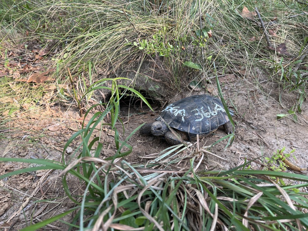 🐢It’s gopher tortoise trapping season at Ichauway! We're trapping tortoises in one of our fenced predator exclosure areas that deters mesopredators as well as a control area to compare the demographic and size distributions. 👋 Say hello to 366A!