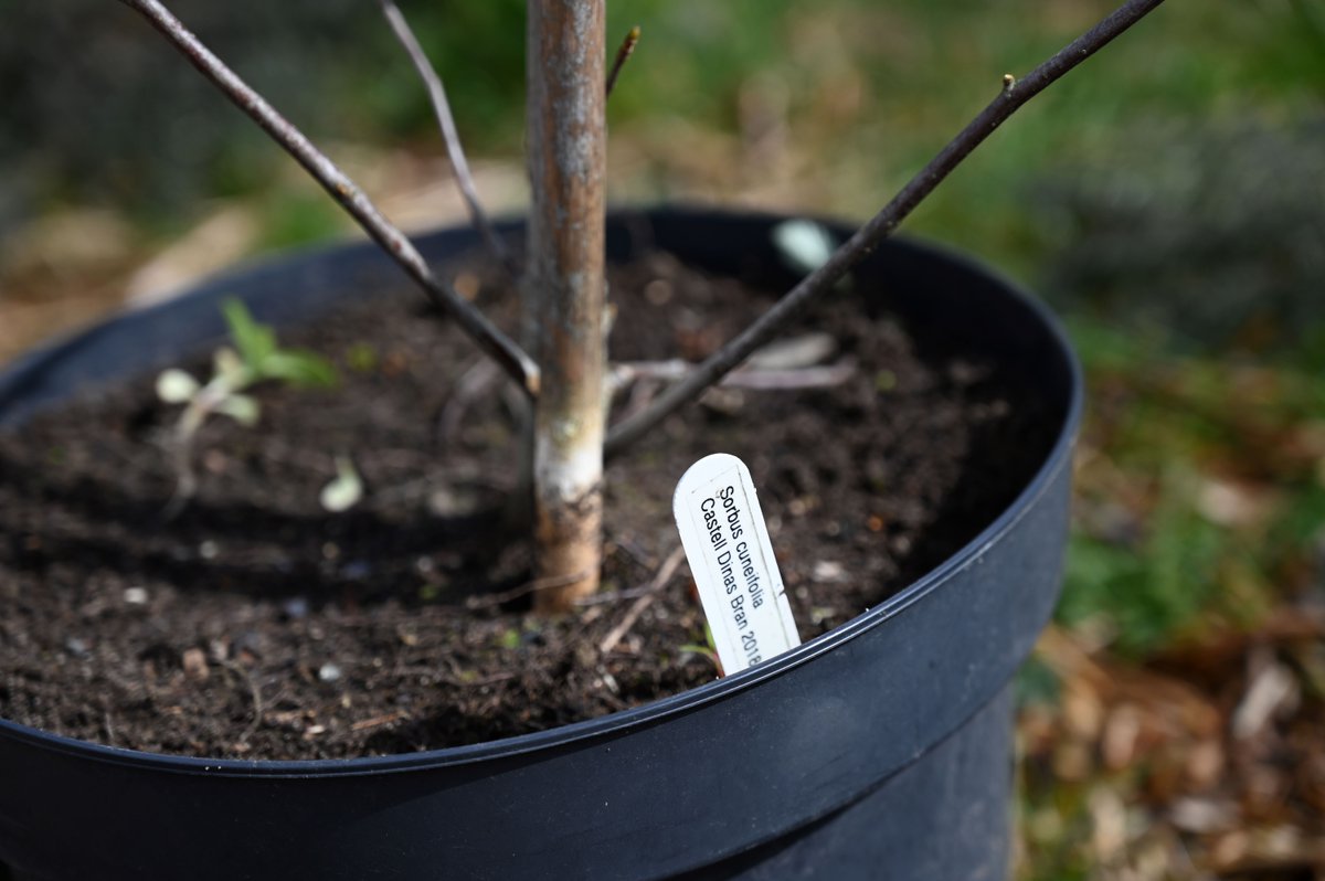 A partnership has safeguarded an extremely rare tree found in Llangollen for future generations to enjoy. The Llangollen Whitebeam, a very rare tree only exists at two locations in the world. @chesterzoo @NatResWales Full story here 👉 bit.ly/3UFBCGG