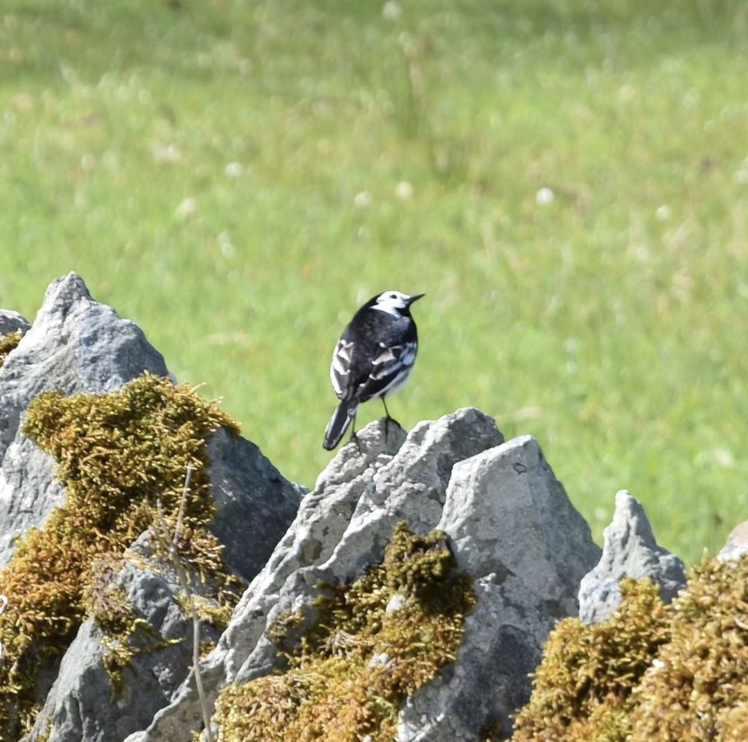 Pied wagtail.

#piedwagtail #kilmartinglen #argyll #scottishbirdlife #scottishwildlife