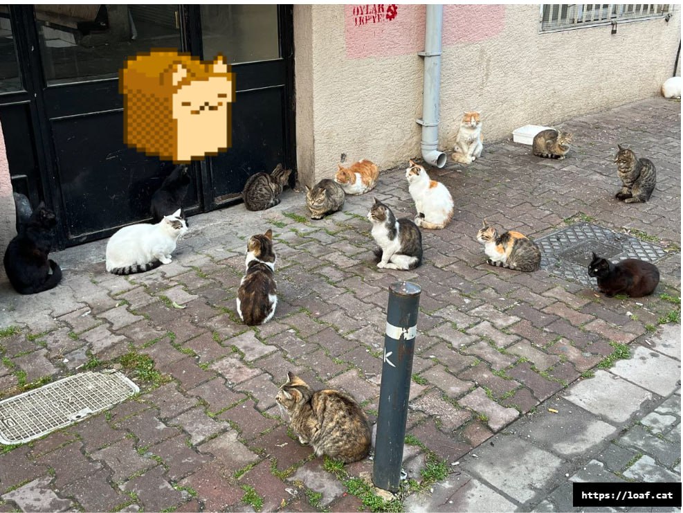 LOAFCAT (CTO) tweet media