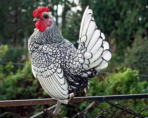 Sebright chicken. You can even color it in.