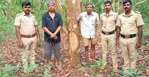 Udupi: Illegal collection of wax from forest trees, two arrested daijiworld.com/news/newsDispl…
