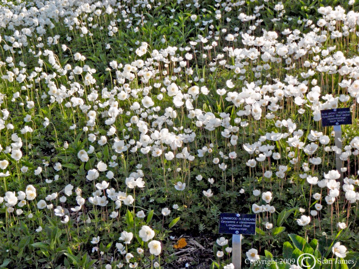 Hey friends! This Saturday, May 4, I'm interviewed by #GayleMacDonald @gemglobe in the @globeandmail on biggest plant mistakes and surprises. Check it out!