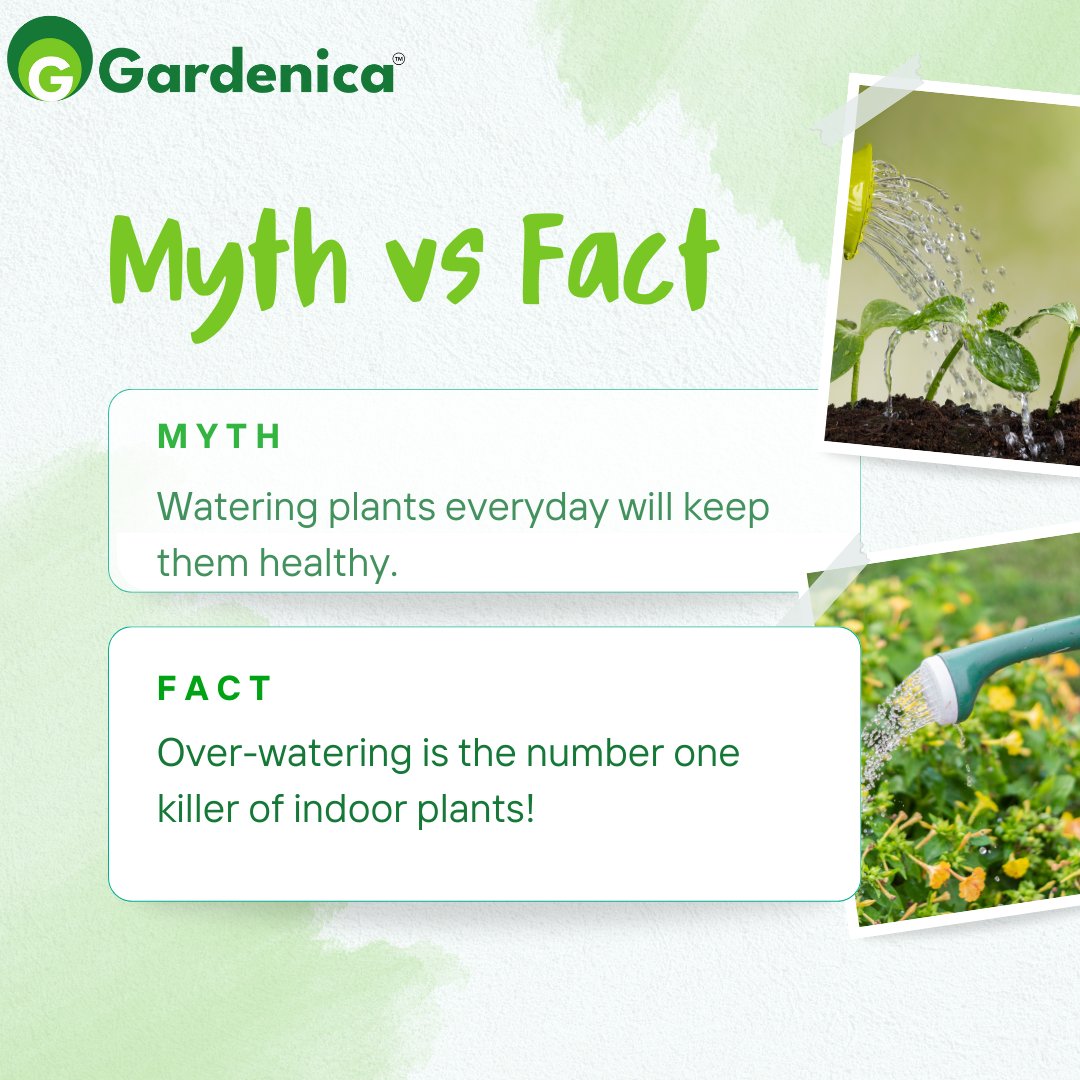 'Myth vs. Fact: Unraveling the Truth!  Don't believe everything you hear - let's separate fact from fiction.
.
.
.
#GardeningMyths #GardeningFacts #NurseryTips #PlantMyths #GreenThumb #PlantCare #MythBusters