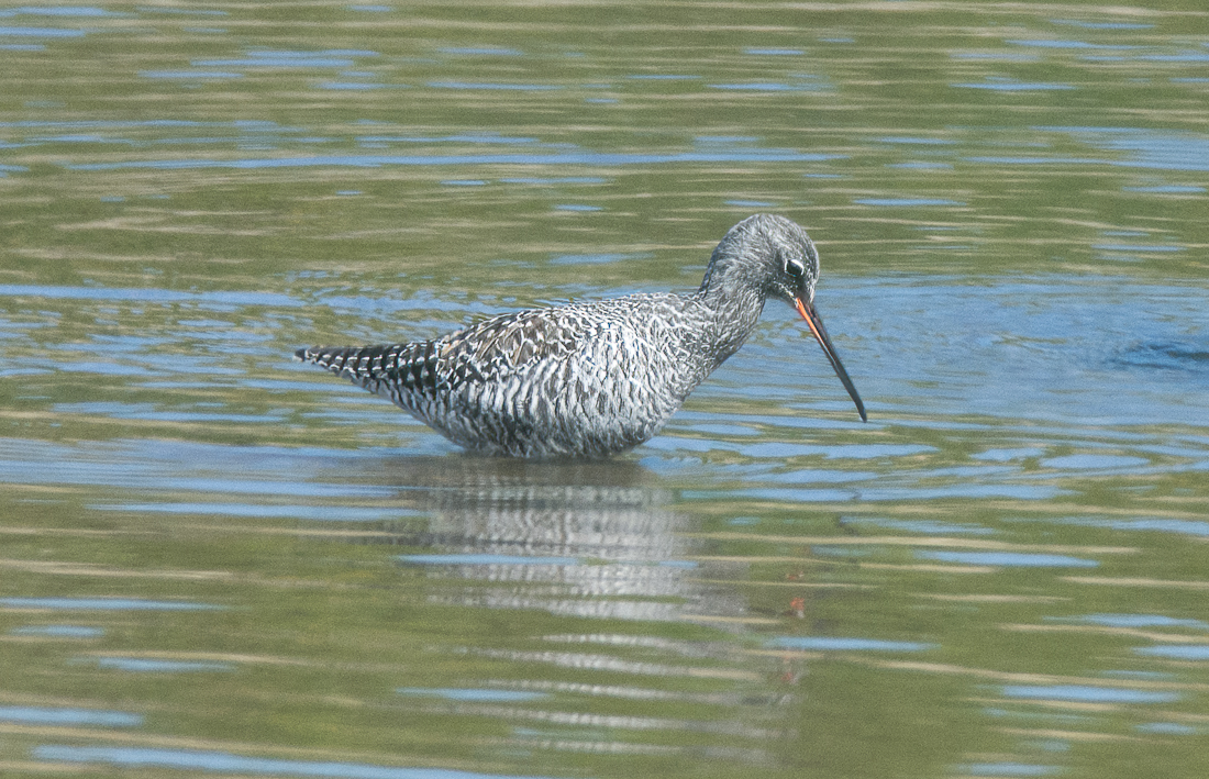 Exciting to see a spotted redshank in nearly full summer plumage on the Wader Marsh recently! 😍

Thank you to visitor Dave Weir for sharing this photo 👏

#WWT #CastleEspie #Birdwatching #Wetlands #Wildlife #NaturePhotography #Birds #BirdsOfTwitter #BirdsSeenIn2024