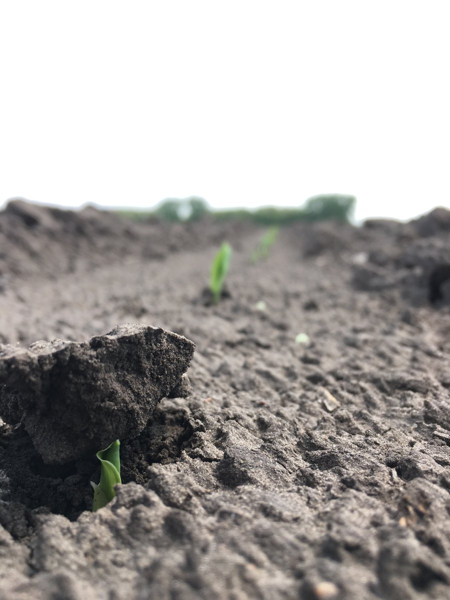 #DYK Corn requires about 100 – 120 GDD (roughly 140 – 180 CHU) to emerge. In mid-May 2023, that was about 9 days. In a “normal” May, that may be closer to 14 days. Planting in April brings a risk of seed sitting in the field for 3-4 weeks in Manitoba, vulnerable to the elements.