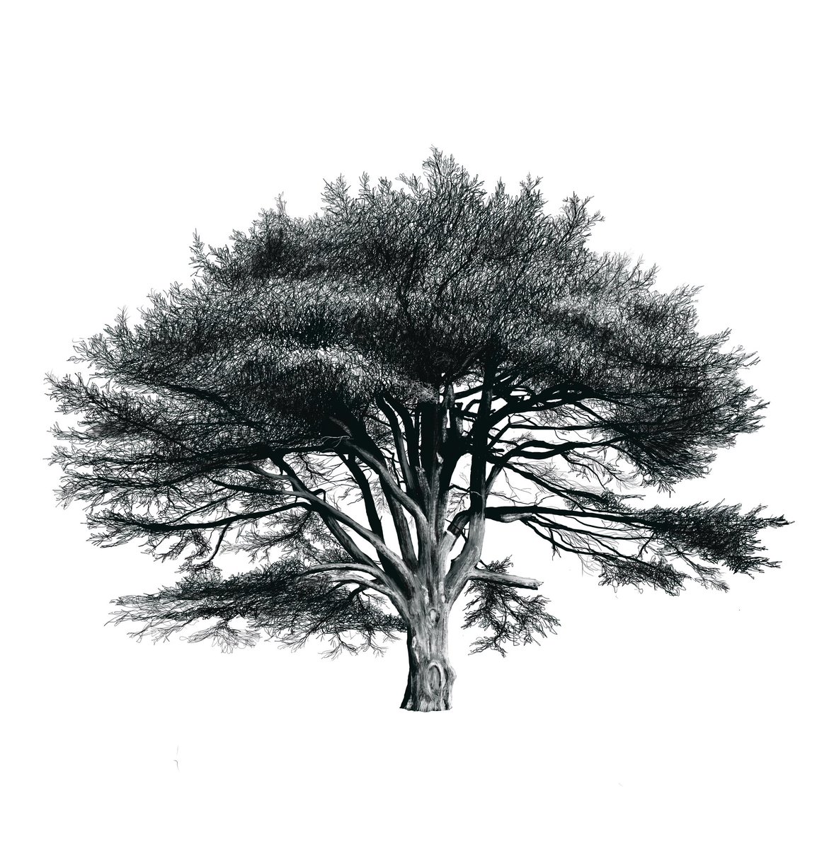 Out sketching at @YSPsculpture today. This is a veteran Cedar of Lebanon that can be found at SE 28194 12901