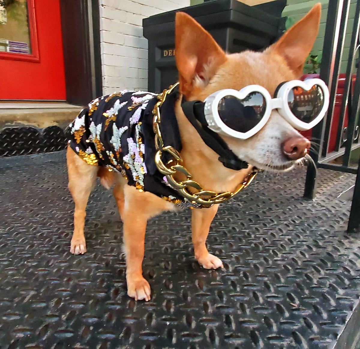 🐕‍🦺 Frida Kalho (this pup, not the painter) is very excited to see you all at the Running of the Chihuahuas at @TheWharfDC this Saturday, May 4th, presented by @pacificobeer!

Click below for more details ⤵️
wharfdc.com/chihuahuas/