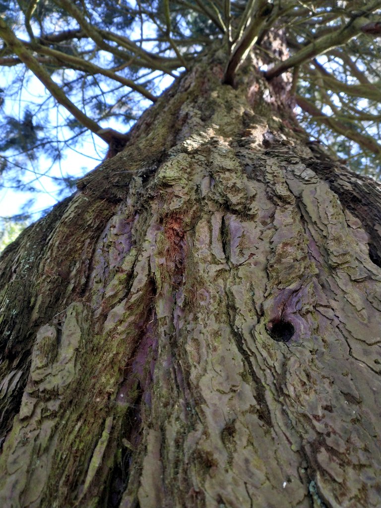 Huge redwood for #thicktrunktuesday 😊 #trees #woodland #nature #wildlife #tuesdaymorning