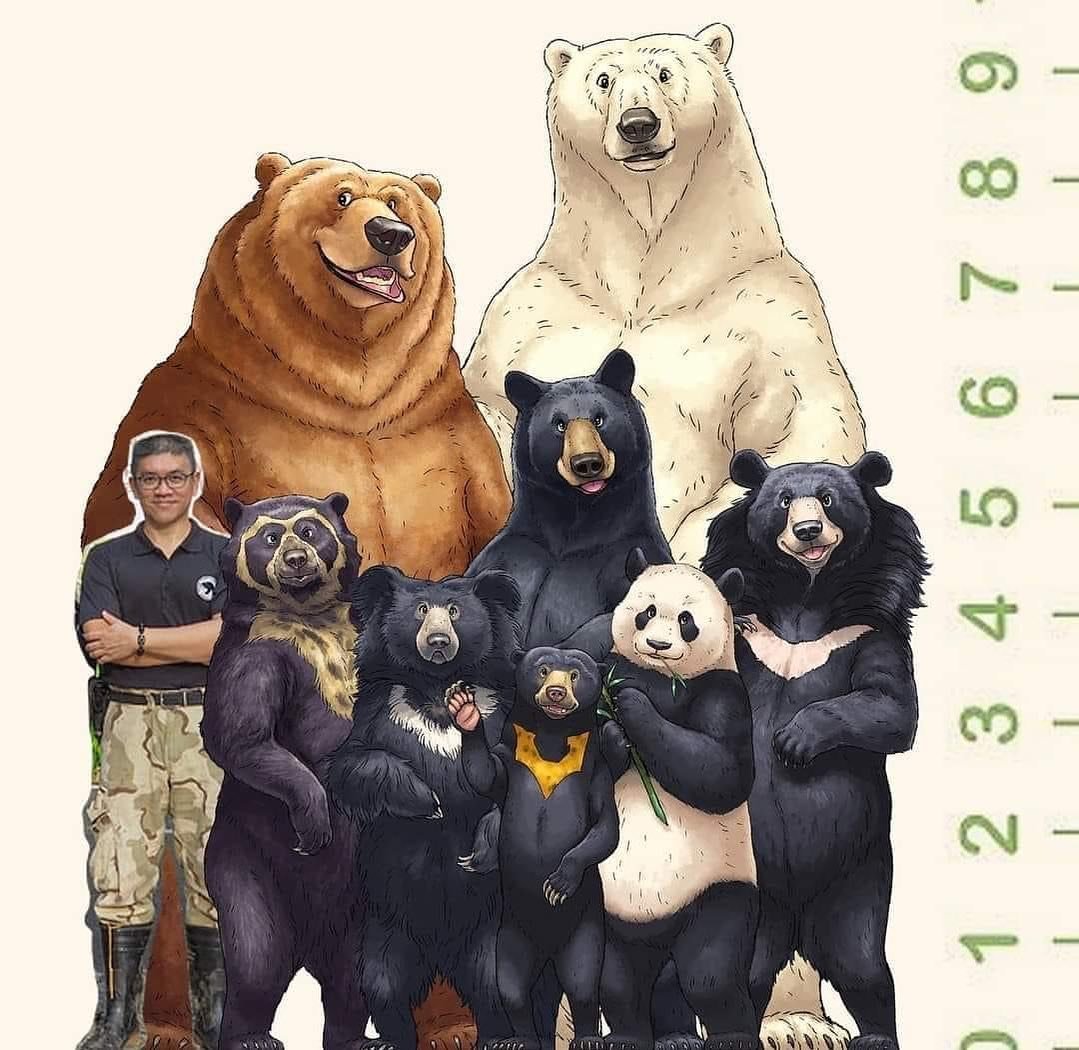 Las ocho especies de osos que existen y su comparación en altura con un humano. ¿Reconoces a cada una de las especies de osos? 🤔